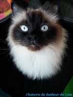 /album/scar/scar-3-jpg/